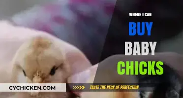 Where to Buy Baby Chicks: Top Sources for Healthy Chicks
