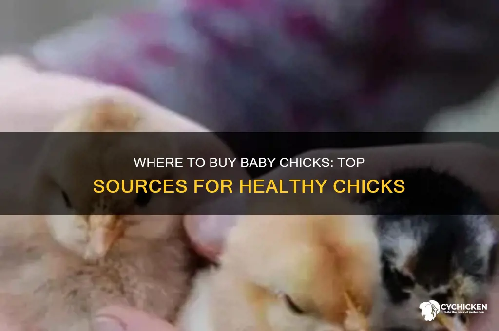where i can buy baby chicks