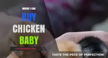 Where to Buy Baby Chickens: A Beginner's Guide to Local and Online Sources