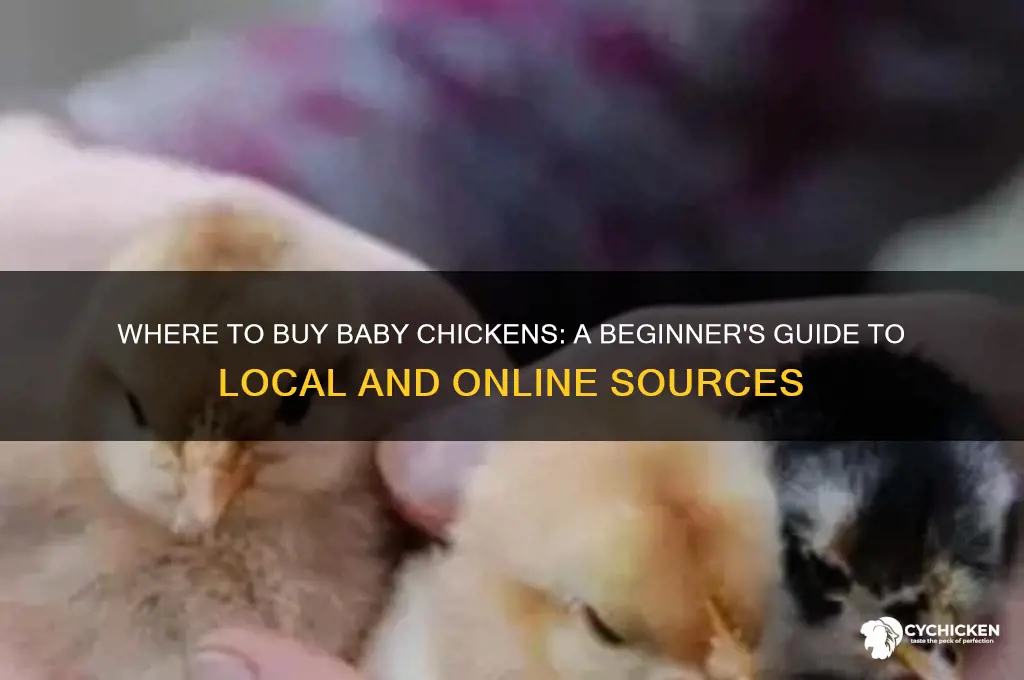 where i can buy chicken baby