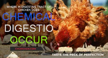Chemical Digestion in Chickens: Where Does It Occur?