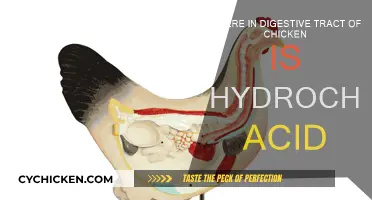 Chicken Digestive Tract: Hydrochloric Acid Location