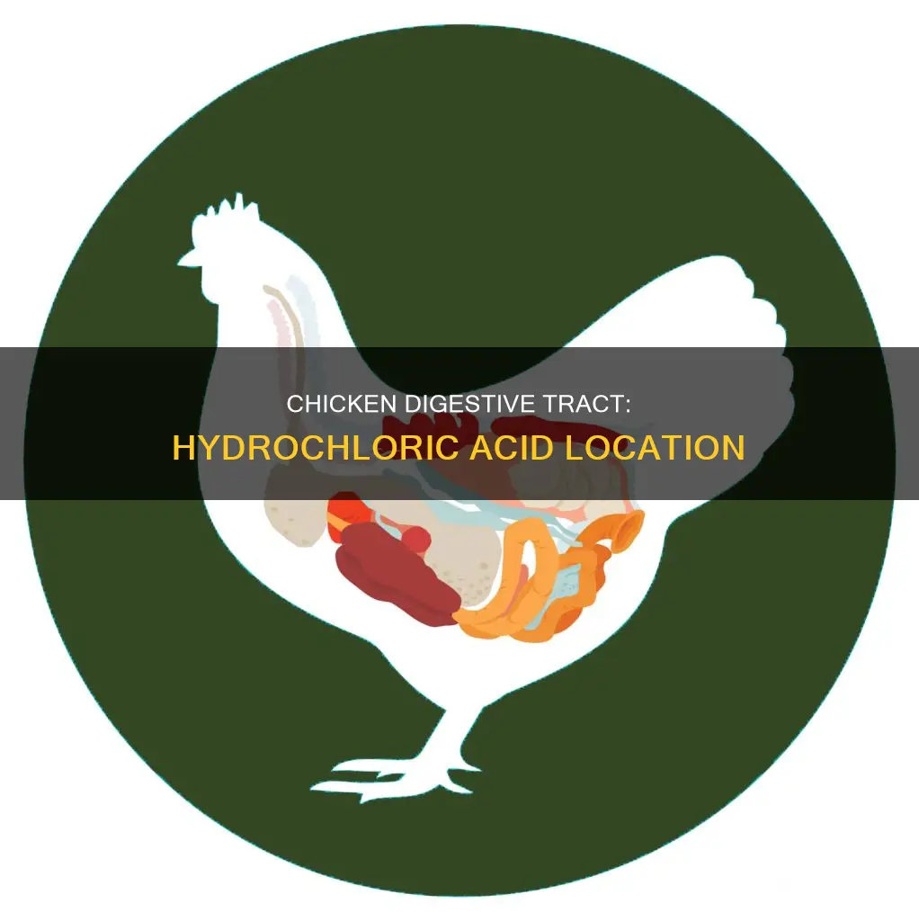 where in digestive tract of chicken is hydrochloric acid