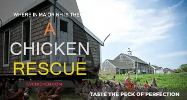 Discover Chicken Rescues in MA and NH