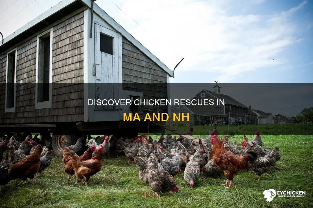 where in ma or nh is there a chicken rescue