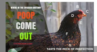 Understanding the Chicken's Vent: Where Waste Exits the Bird's Body