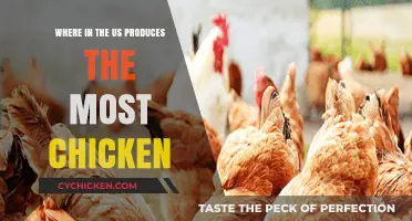 Top U.S. Chicken Producing States: Where Clucks Reign Supreme