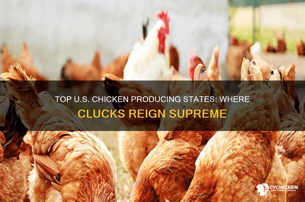 where in the us produces the most chicken