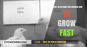 How Chicken Growth Hormone Injections Accelerate Poultry Development Quickly