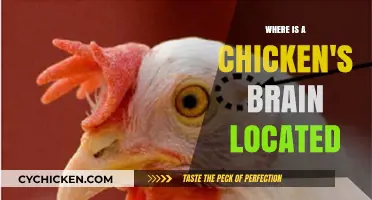 Unveiling the Mystery: Where is a Chicken's Brain Located?