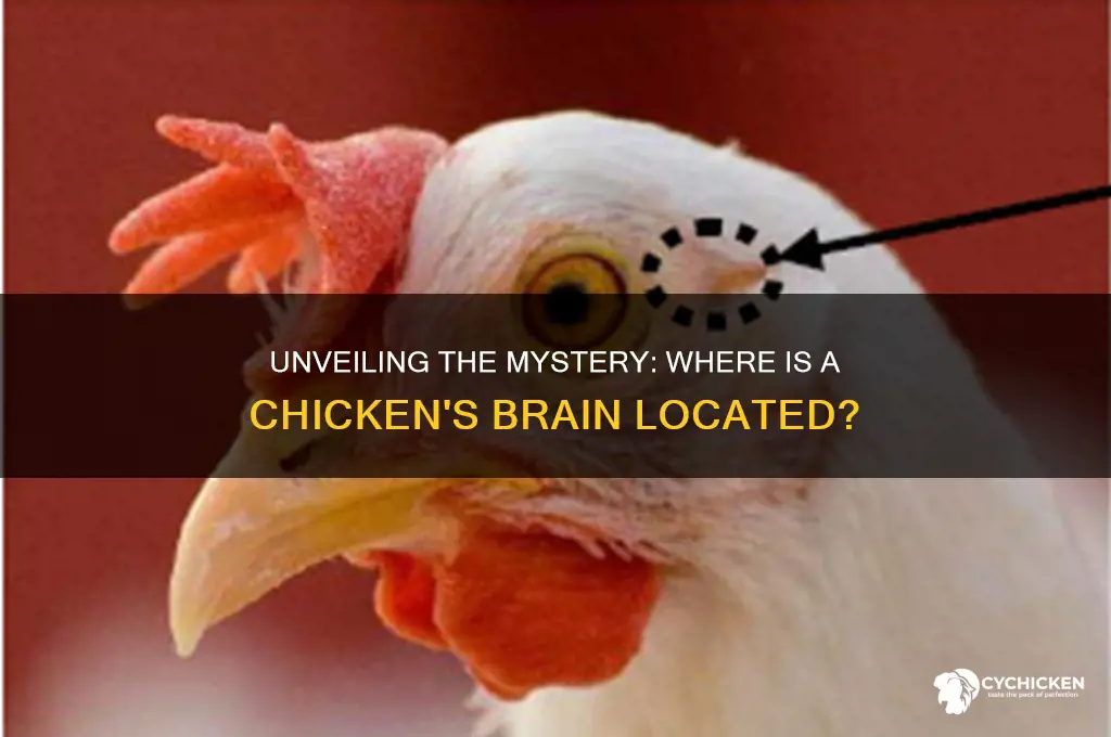 where is a chicken