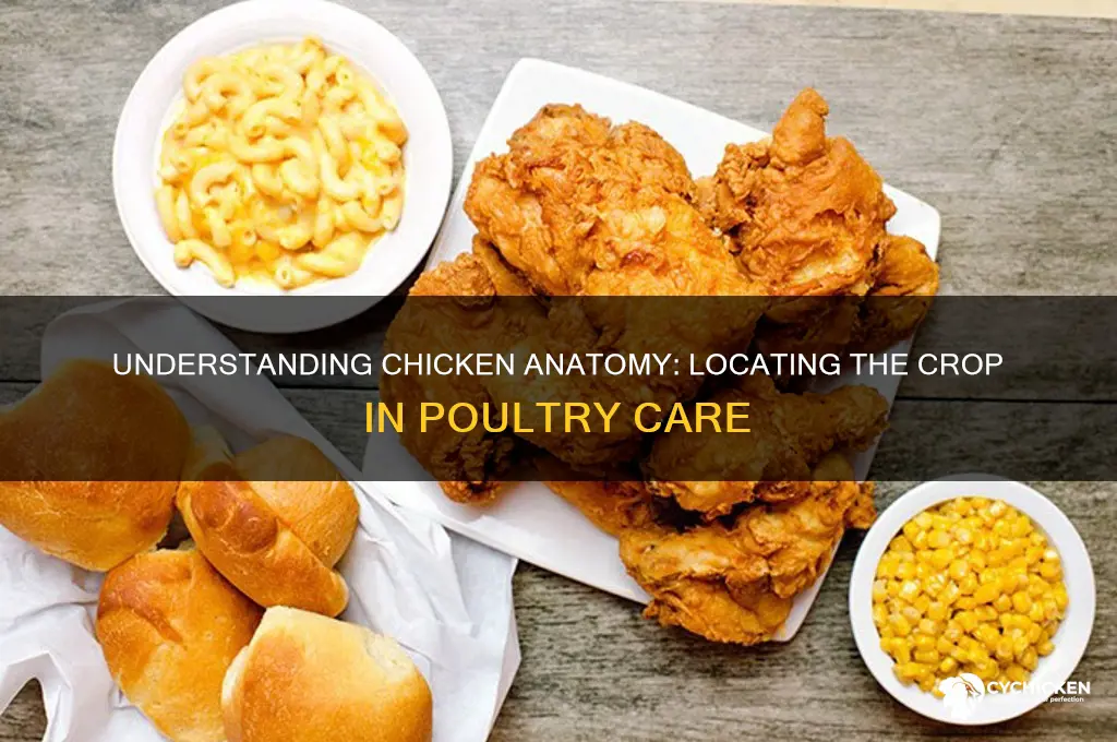 where is a crop on a chicken