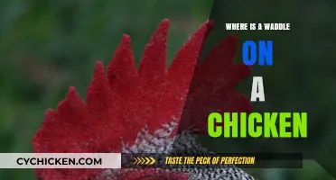 Understanding the Chicken's Waddle: Location and Function Explained