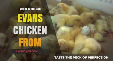 Discovering the Origins of Bell & Evans Chicken: A Farm-to-Table Journey