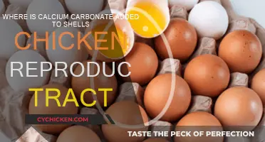 Calcium Carbonate: Shells and Chicken Reproduction