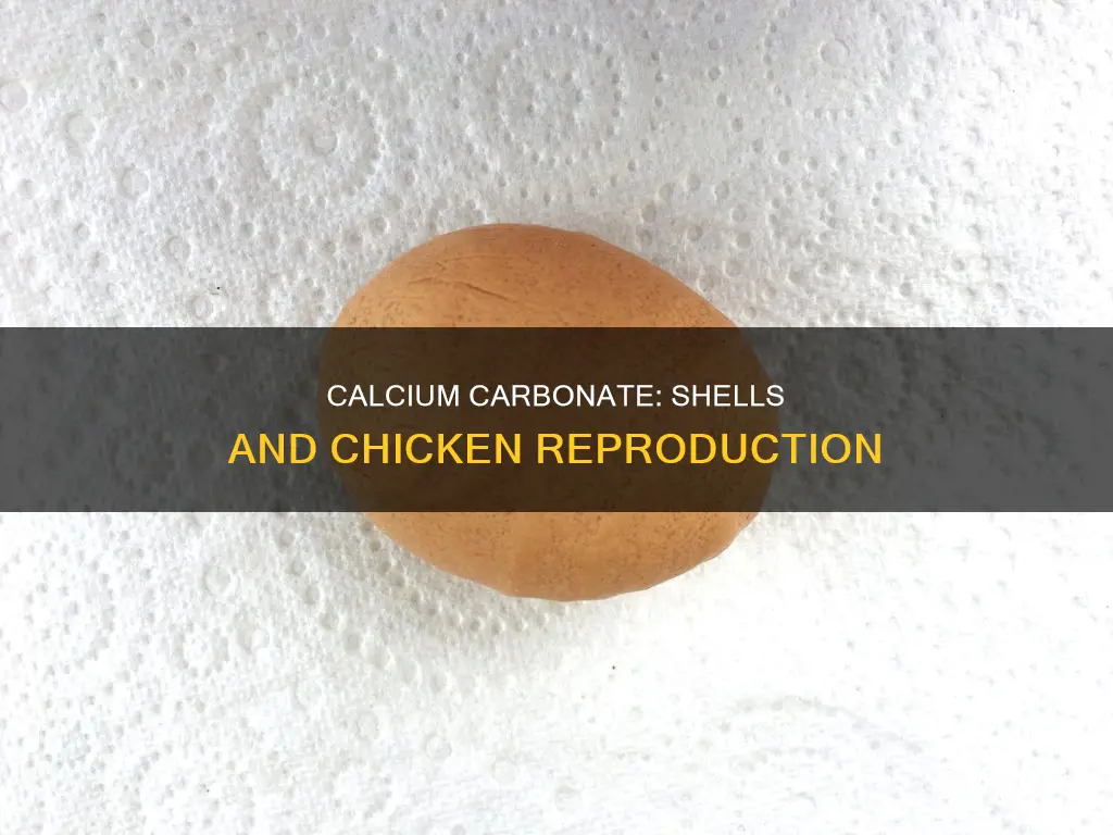 where is calcium carbonate added to shells chicken reproductive tract