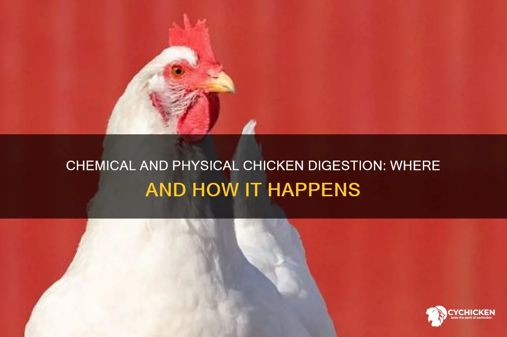 where is chicken digested chemically and physically