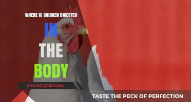 Understanding Chicken Digestion: Where and How Your Body Processes Poultry