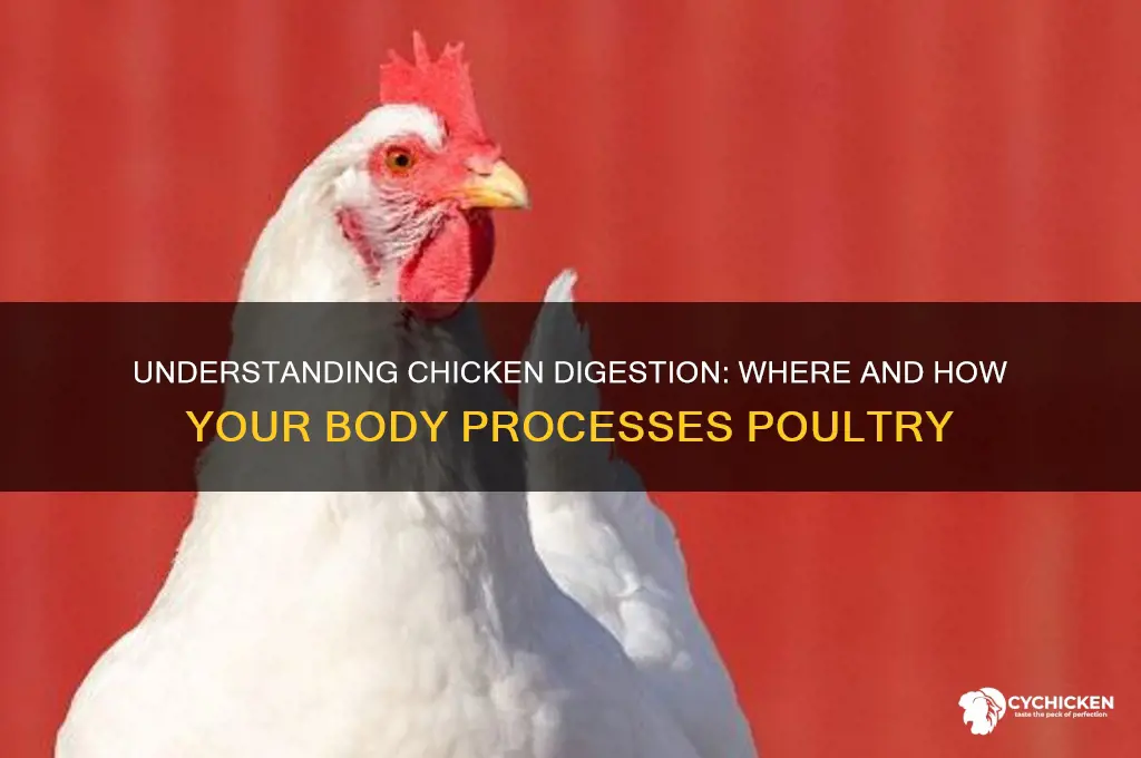 where is chicken digested in the body