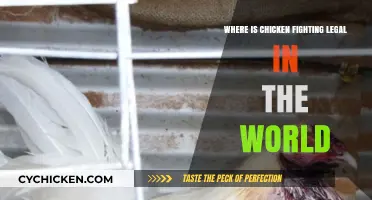 Global Legality of Chicken Fighting: Where It’s Allowed Worldwide