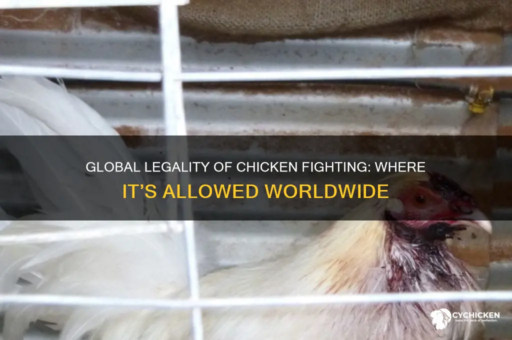 where is chicken fighting legal in the world