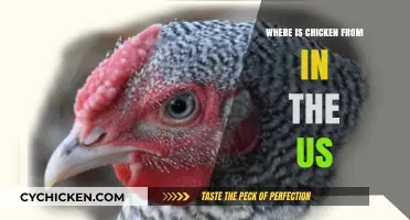 Tracing the Origins of Chicken in the United States