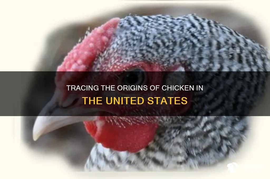 where is chicken from in the us