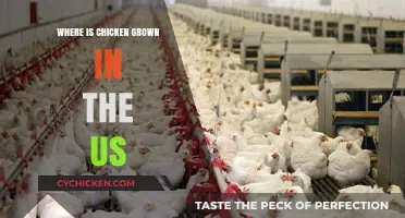 Exploring the Top Chicken-Producing States in the United States