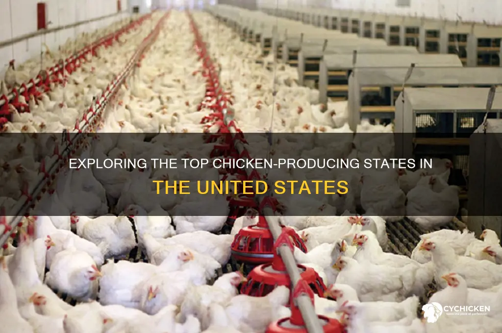 where is chicken grown in the us