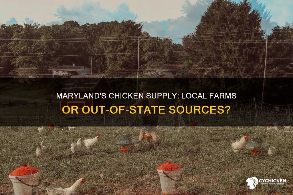 where is chicken in maryland supplied frm