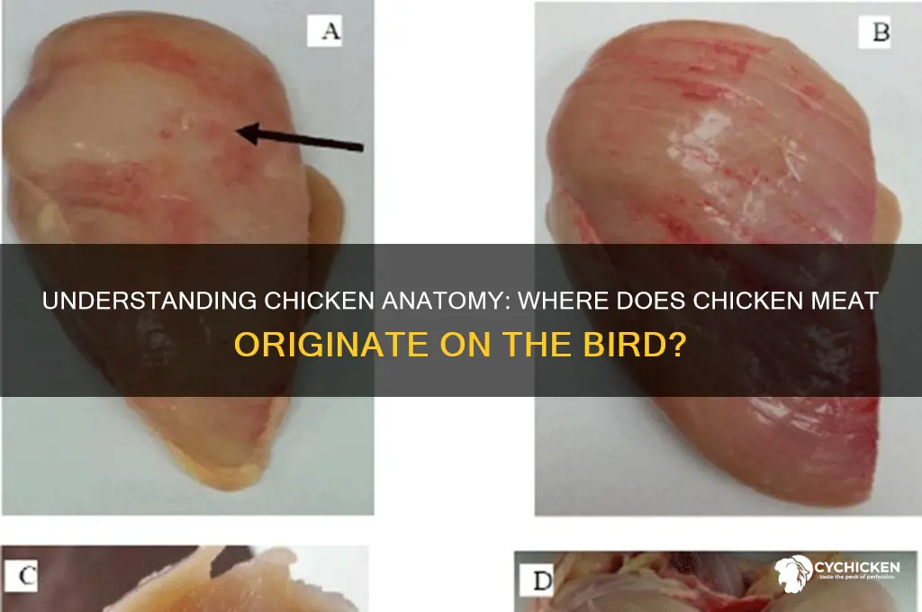 where is chicken normally from on a chicken