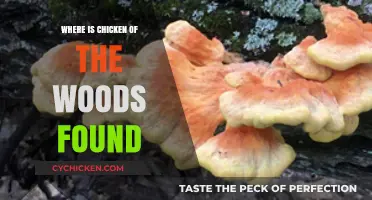Discovering Chicken of the Woods: Habitats and Foraging Locations Explained