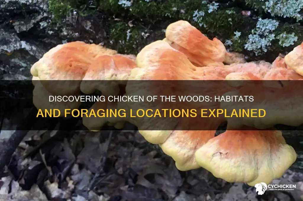 where is chicken of the woods found