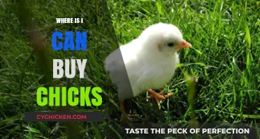 Where to Buy Chicks: A Guide to Local and Online Sources