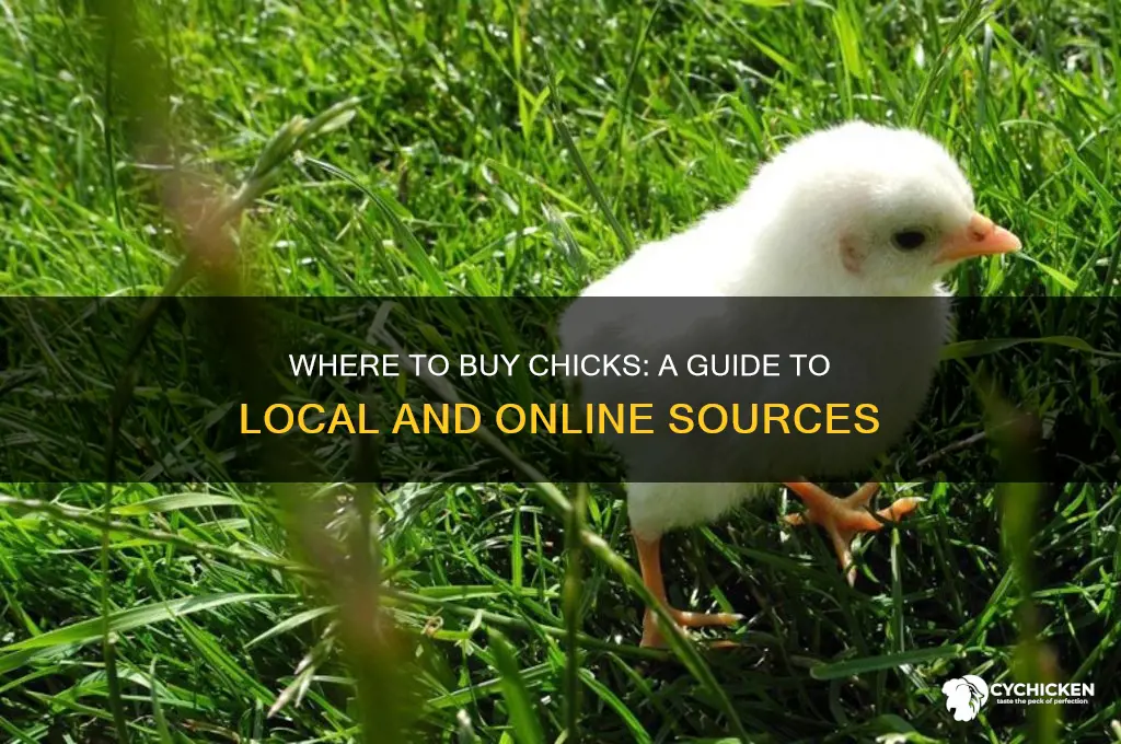 where is i can buy chicks