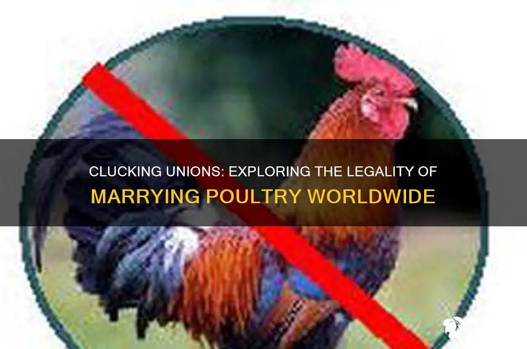 where is it legal to marry a chicken