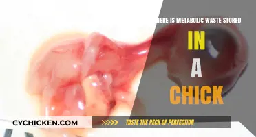 Chick Metabolic Waste Storage: Unveiling the Hidden Repository in Embryos