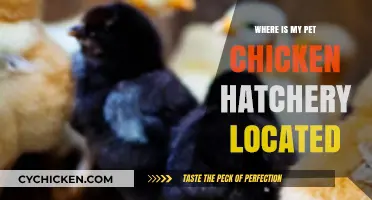 Discover Your Nearest Pet Chicken Hatchery Location Guide