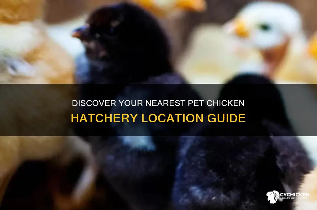 where is my pet chicken hatchery located