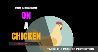 Locating the Chicken Abdomen: A Simple Guide for Poultry Enthusiasts
