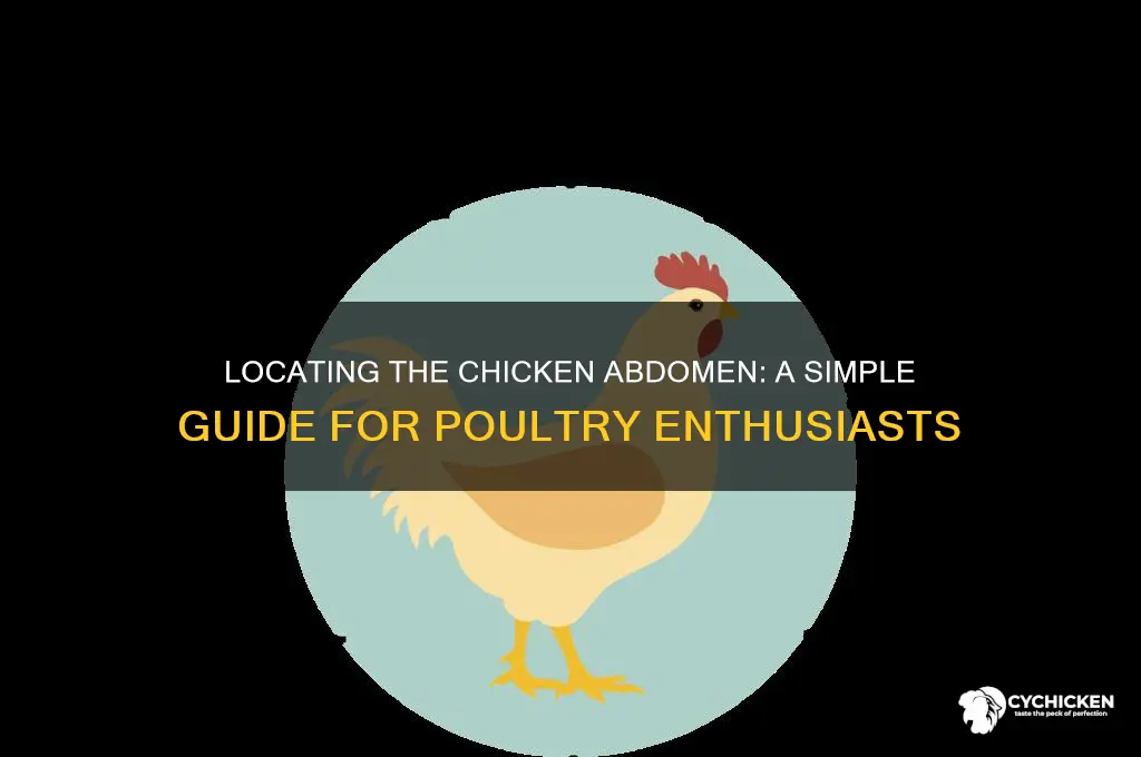 where is the abdomen on a chicken