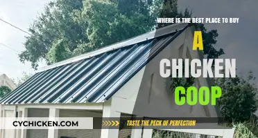 Top Spots to Purchase the Perfect Chicken Coop for Your Flock