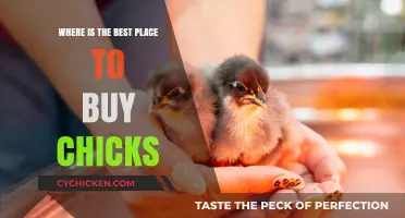 Top Locations for Purchasing Healthy Chicks: A Comprehensive Guide