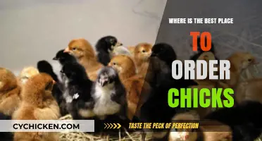 Top Locations to Order Healthy Chicks for Your Flock