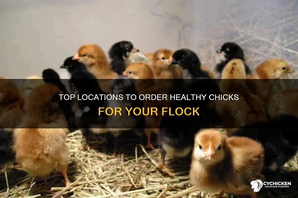 where is the best place to order chicks