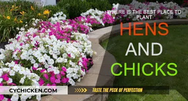 Best Places to Plant Hens and Chicks