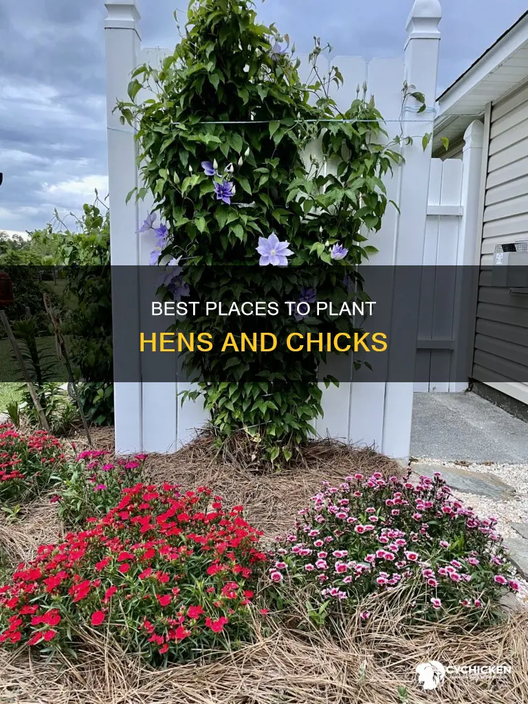 where is the best place to plant hens and chicks