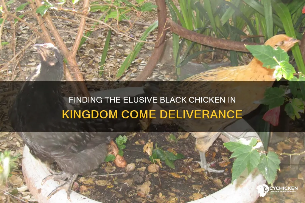 where is the black chicken in kingdom come deliverance