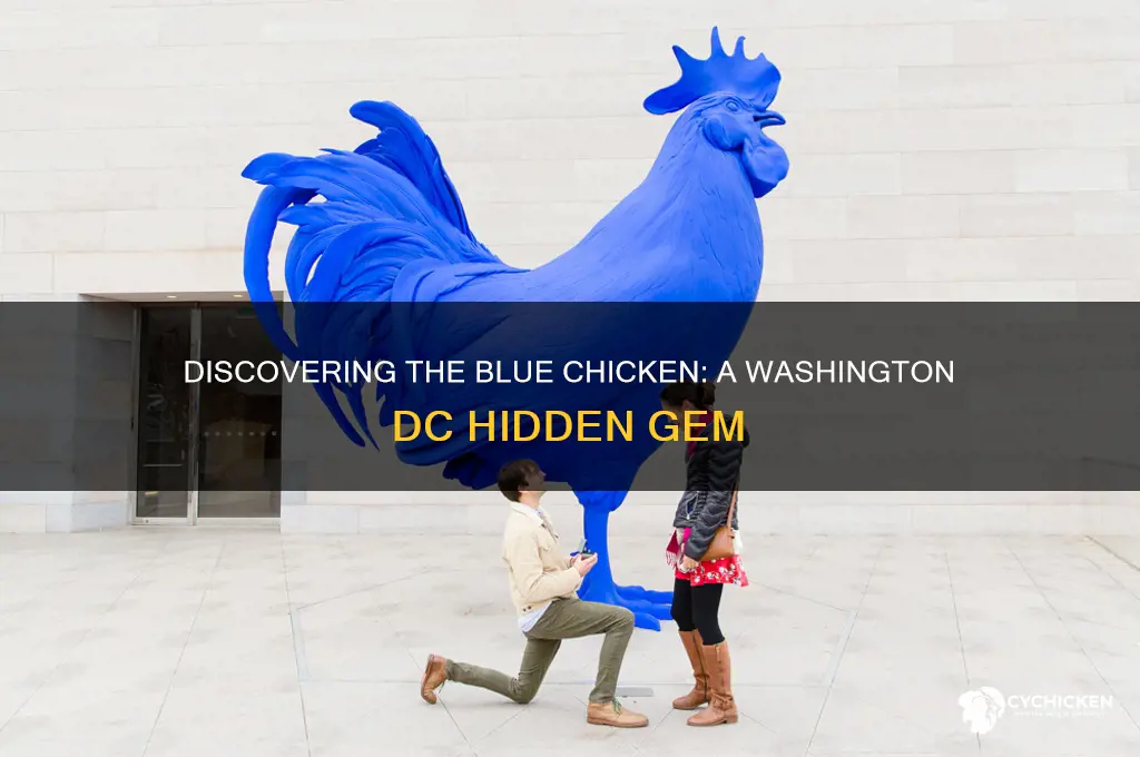 where is the blue chicken in washington dc