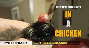Unveiling the Chicken's Brain: Location and Anatomy Explained